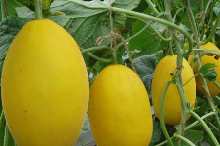 香瓜的功效與作用以及它的營(yíng)養(yǎng)價(jià)值是什么