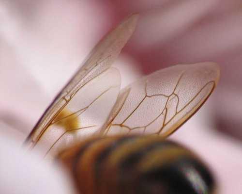 被蜜蜂蟄了怎么消腫，全方位為你分析