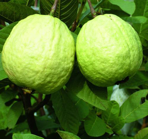 增加食欲 番石榴的功效與作用及營(yíng)養(yǎng)價(jià)值介紹