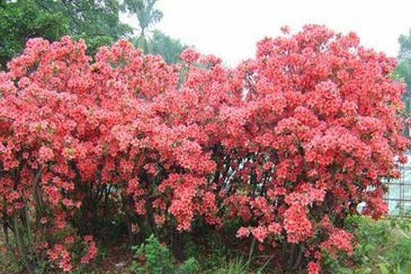 滿(mǎn)山紅是什么及滿(mǎn)山紅的功效