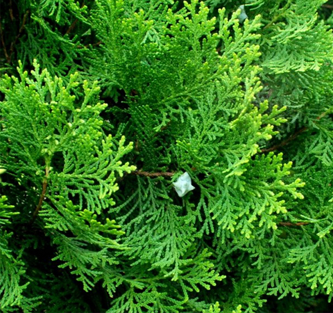 清熱止咳 側(cè)柏葉的功效與作用及配方介紹