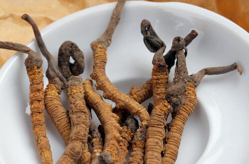 蟲草的功效與作用   抗疲勞抗腫瘤