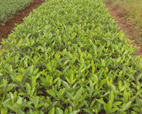 梔子花有毒嗎？全方位為你分析