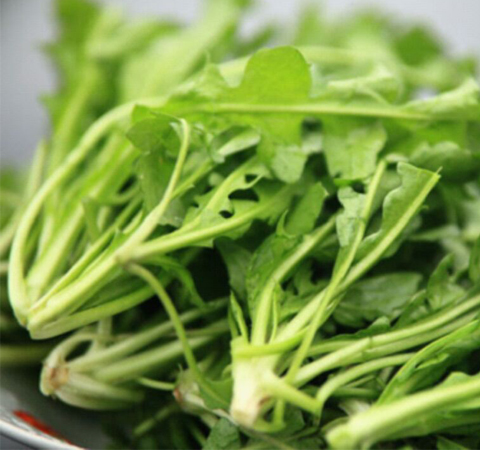預防癌癥 薺菜的功效與作用及吃法介紹