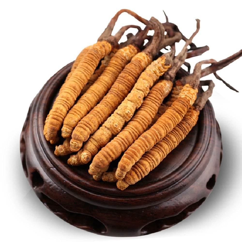 中國三大寶之冬蟲夏草的功效你知道嗎