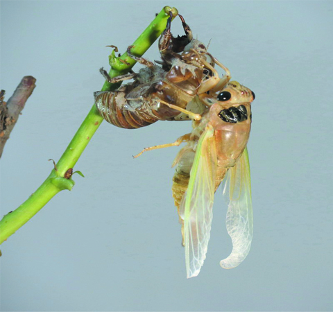 疏風(fēng)清熱 蟬蛻的功效與作用及吃法介紹