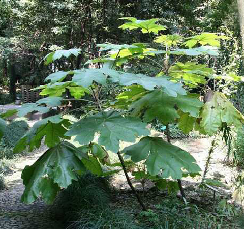 通利血脈 通草的功效與作用及禁忌介紹