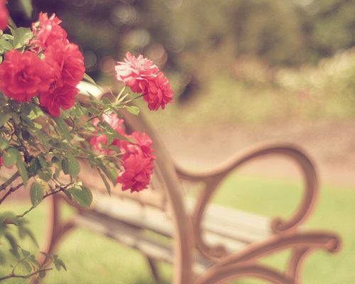 全蝎的功效與作用，全方位為你分析