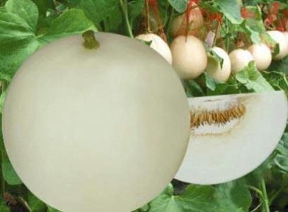 香瓜的功效與作用以及它的營(yíng)養(yǎng)價(jià)值是什么