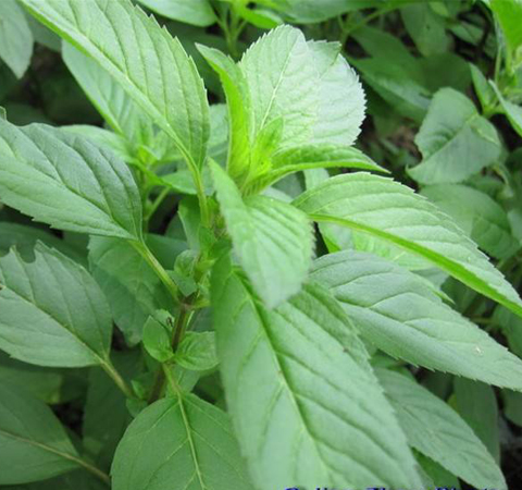 健胃祛風(fēng) 薄荷葉的功效與作用及禁忌介紹
