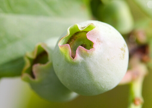 無花果的功效與作用及食用方法可治痔瘡