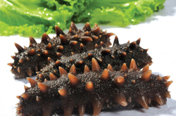 預(yù)防心血管疾病 海參的功效與作用及吃法介紹