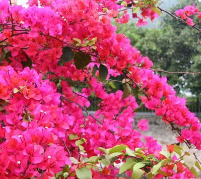 滿(mǎn)山紅是什么及滿(mǎn)山紅的功效