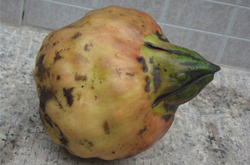 清心除熱 雞頭米的營(yíng)養(yǎng)價(jià)值及功效介紹