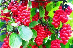 保護肝臟 五味子的副作用及功效作用介紹