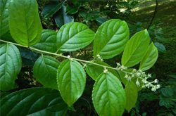 通絡(luò)止痛 雷公藤的功效與作用及禁忌介紹