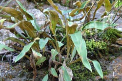 清熱化痰 石韋的功效與作用及選方介紹