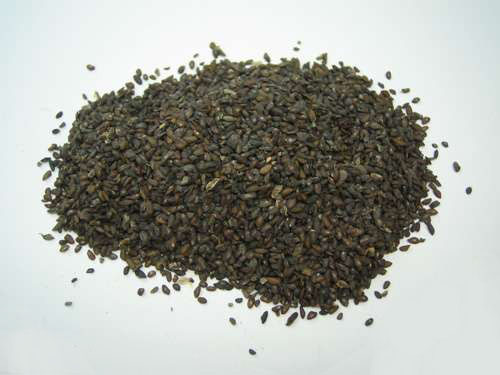 車前子的藥效 車前草的副作用