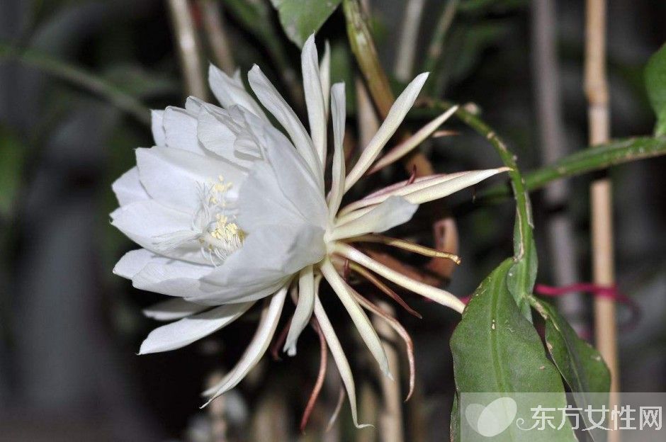 曇花可以吃嗎 曇花的藥用價值有哪些