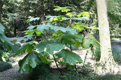 通利血脈 通草的功效與作用及禁忌介紹