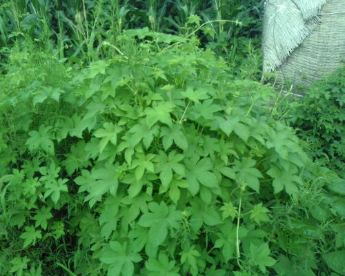 馬錢子的功效與作用，全方位為你分析