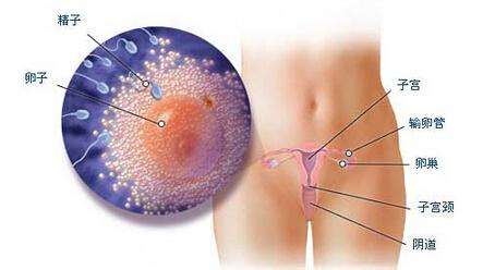 精子最初的演變 懷孕一個(gè)月胎兒圖