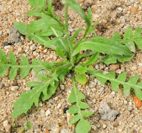 預防癌癥 薺菜的功效與作用及吃法介紹