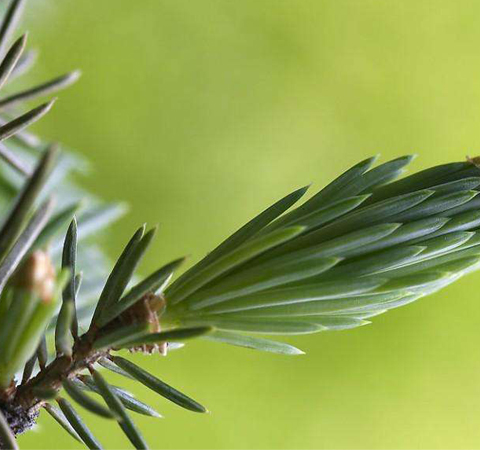 滋陰補(bǔ)陽(yáng) 松針的功效與作用及吃法介紹