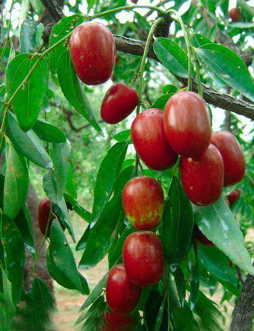 小小一顆作用大 棗子的功效與作用