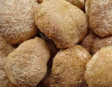 猴頭菇的功效與作用 有降低血糖和血脂的作用