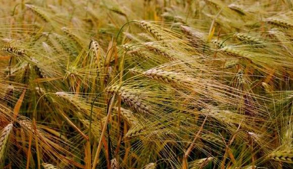 高原之酒 青稞酒好喝嗎