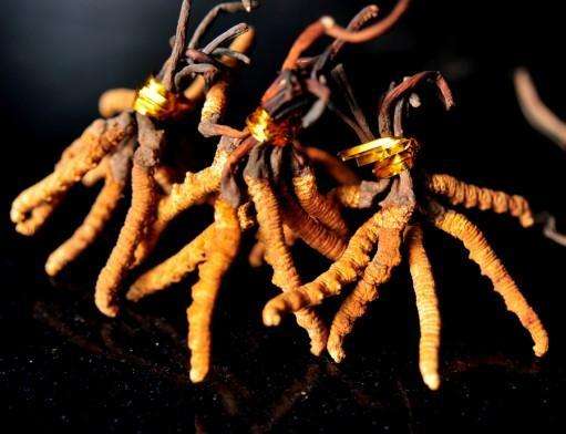 中國(guó)三大寶之冬蟲(chóng)夏草的功效你知道嗎