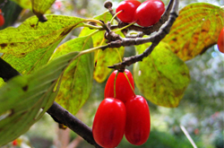 補(bǔ)虛斂汗 山茱萸的功效與作用及吃法介紹