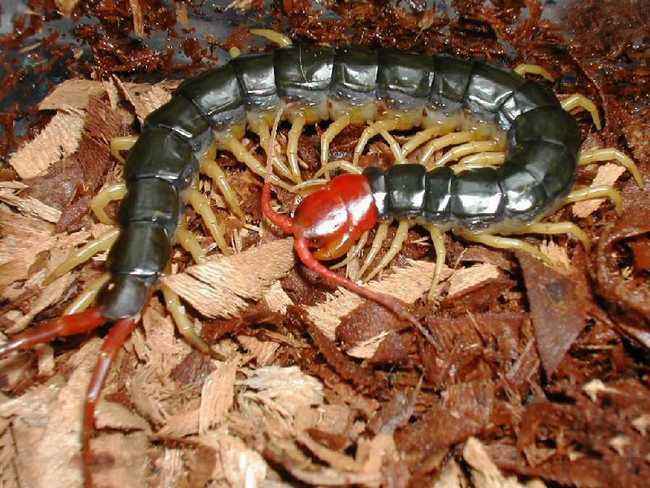 大家恐懼的生物 蜈蚣的功效與作用