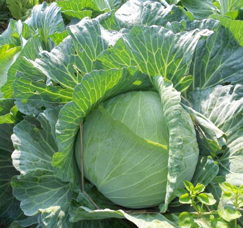 提高人體免疫力 包菜的營養(yǎng)價值和禁忌介紹