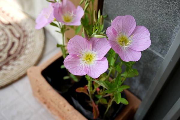 月見草油的功效 月見草泡水喝有什么禁忌