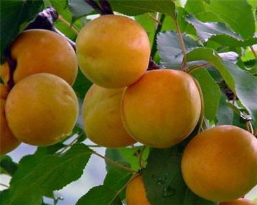 杏的功效與作用 經(jīng)濟價值及食用禁忌介紹