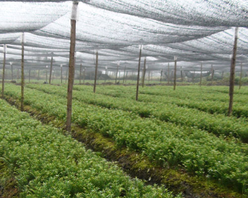 茯苓皮的功效與作用，全方位為你分析