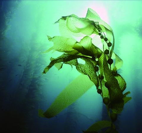 保護(hù)血管彈性 海藻的功效與作用及吃法介紹