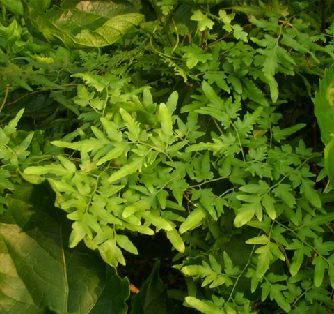 清利濕熱 海金沙的功效與作用和吃法介紹