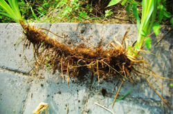 生津潤燥 知母的作用與功效及常用配伍介紹