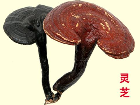 靈芝的功效與作用及服用靈芝的注意事項(xiàng)
