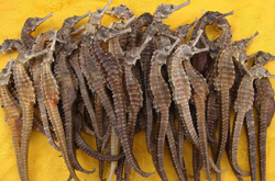 補(bǔ)腎健體 海馬的功效與作用及禁忌介紹