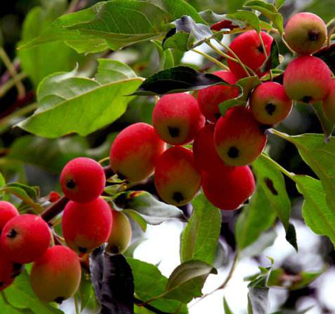 生津止渴 海棠果的功效與作用及好處介紹