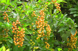 清熱解毒 連翹的功效與作用及禁忌介紹