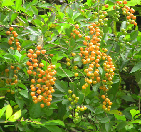 清熱解毒 連翹的功效與作用及禁忌介紹