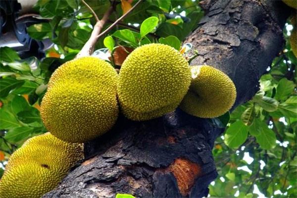 菠蘿蜜的營養(yǎng)價值 菠蘿蜜有什么藥理作用