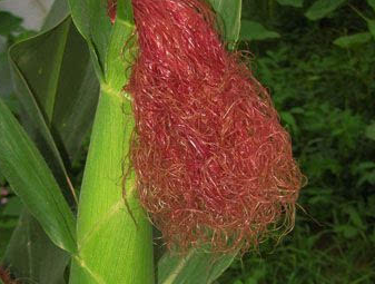 驚！你不知道的玉米須的功效與作用