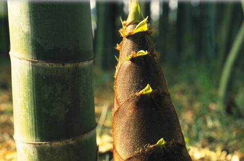 筍干的營養(yǎng)價(jià)值     清熱化痰益氣和胃