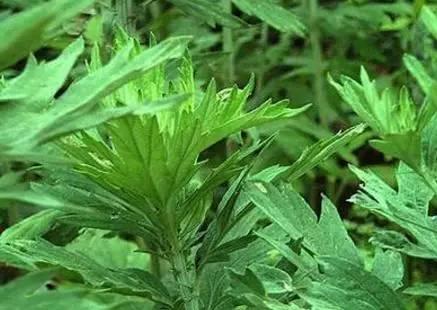 陳艾的功效與作用 有培補(bǔ)元?dú)夂蜏赝ń?jīng)脈的作用